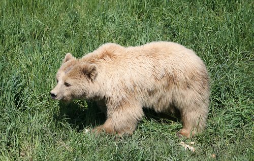 Bär im Wildpark Poing