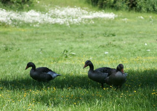 3 Gänse auf der Wiese