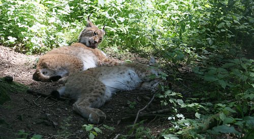 Luchs im Wald