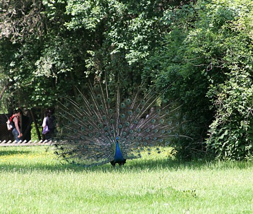 Pfau mit geschlagenem Rad