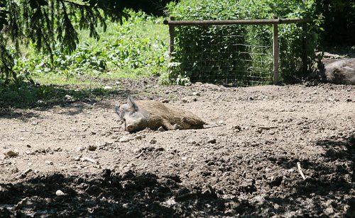 Wildschwein ruht sich aus