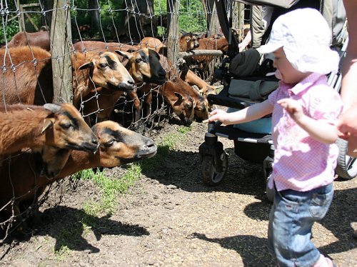 Ziegen im Wildpark Poing