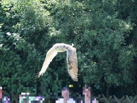 Sibirischer Uhu Flügel schwingen nach unten