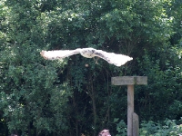 Sibirischer Uhu Flug