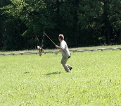 Wanderfalke fängt Federspiel