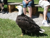 Weisskopfseeadler direkt vor der Kamera