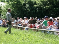 Weisskopfseeadler hüpft vor