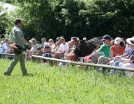 Weisskopfseeadler hüft weiter vor
