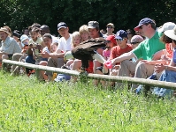 Weisskopfseeadler hüpft noch weiter vor