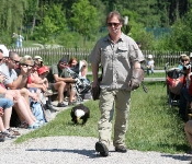 Weisskopfseeadler spaziert durchs Publikum
