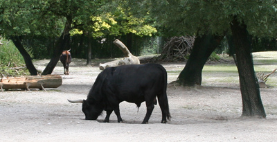 Auerochse im Zoo München Auerochse im Zoo München