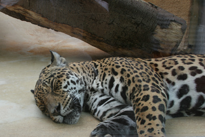 Jaguar beim Schlafen Jaguar beim Schlafen