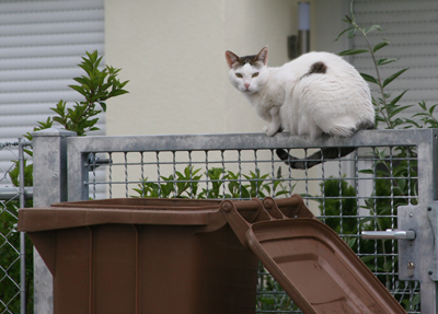 Katze auf Zaun und Biomülltonne Katze auf Zaun und Biomülltonne