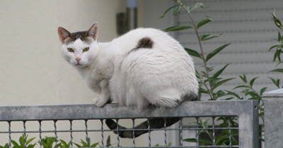Katze auf dem Zaun