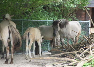 Przewalski Urwildpferde Przewalski Urwildpferde