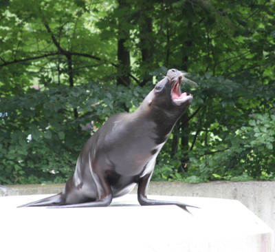Brüllender Seelöwe Brüllender Seelöwe