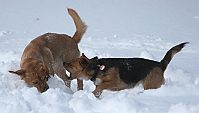 Hundekampf Hundekampf